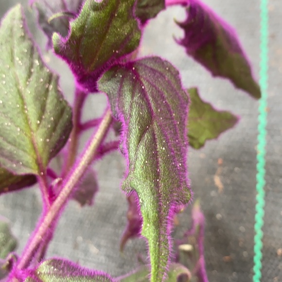 PURPLE HAZE🪴 - Picture 3 of 5